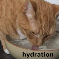 hydration cat