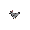 Standing Grey Chicken