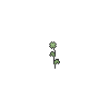 Single Green Dianthus