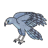 Blue Forest Hawk