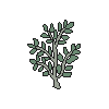 Licorice Plant