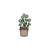 Hanging Green Dianthus Pot