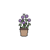 Hanging Lavender Dianthus Pot