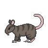 Brown Toothy Rat