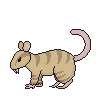 Gold Toothy Rat