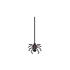 Little Black Spider