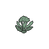 Broccatli Plant