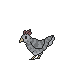 Standing Grey Chicken