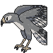 Grey Forest Hawk