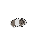 Brown Patched Woolly Pig