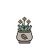 Planter of Dandelion