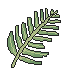 Palm branch